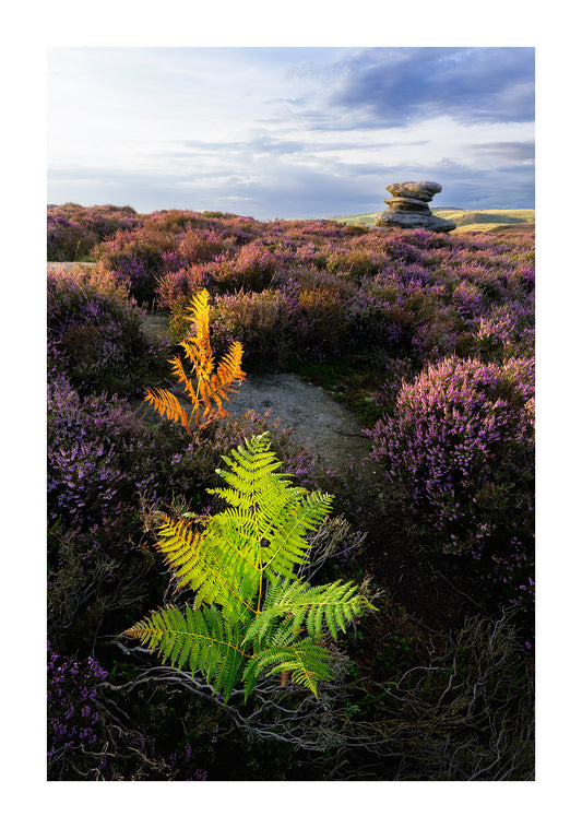 How to shoot heather season in the Peak District (or anywhere else!)