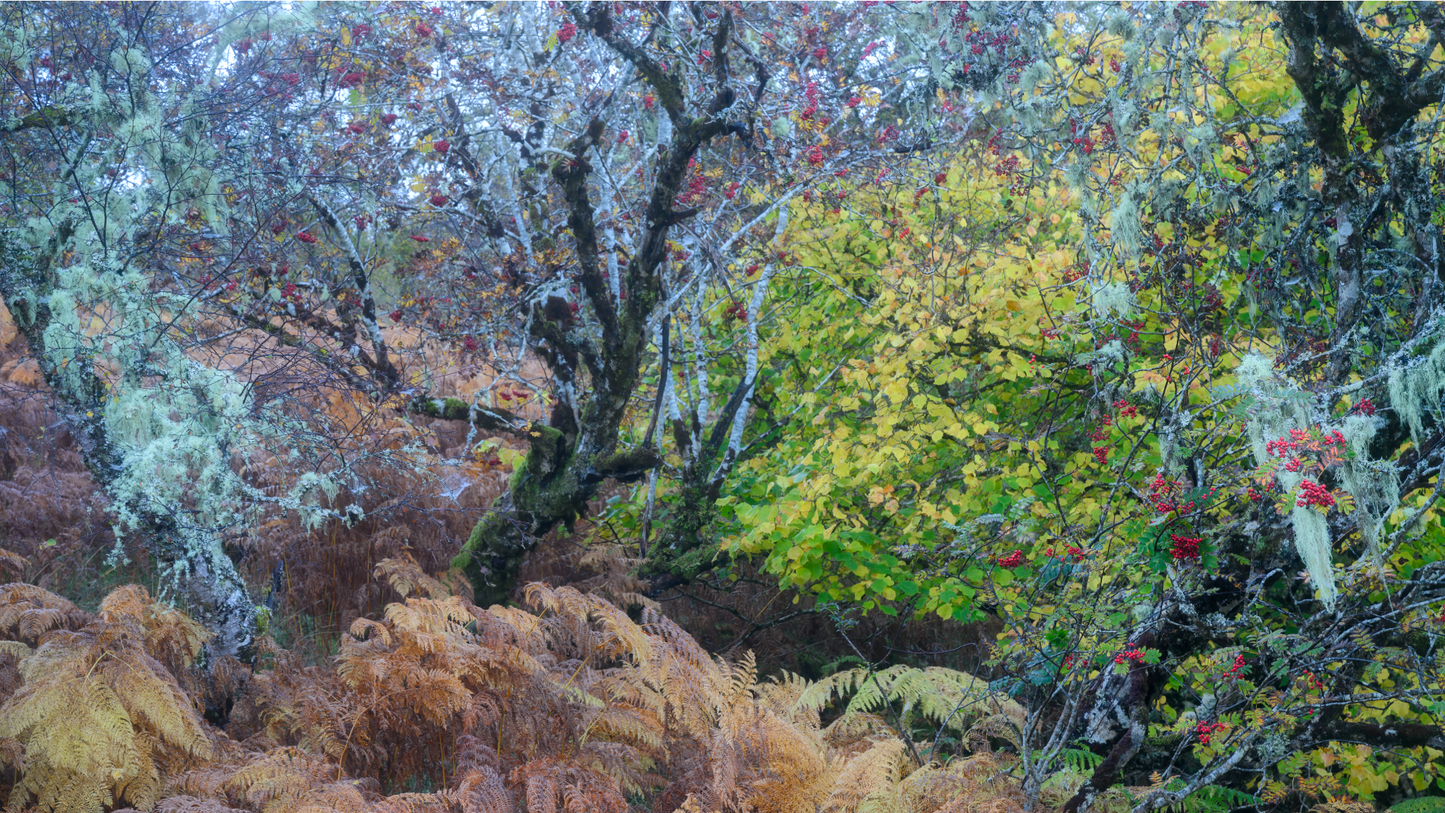 Autumn in the Ancient Forests of Scotland | Glen Affric and Surrounding Area Photography Workshop - 11-14 Oct 2026