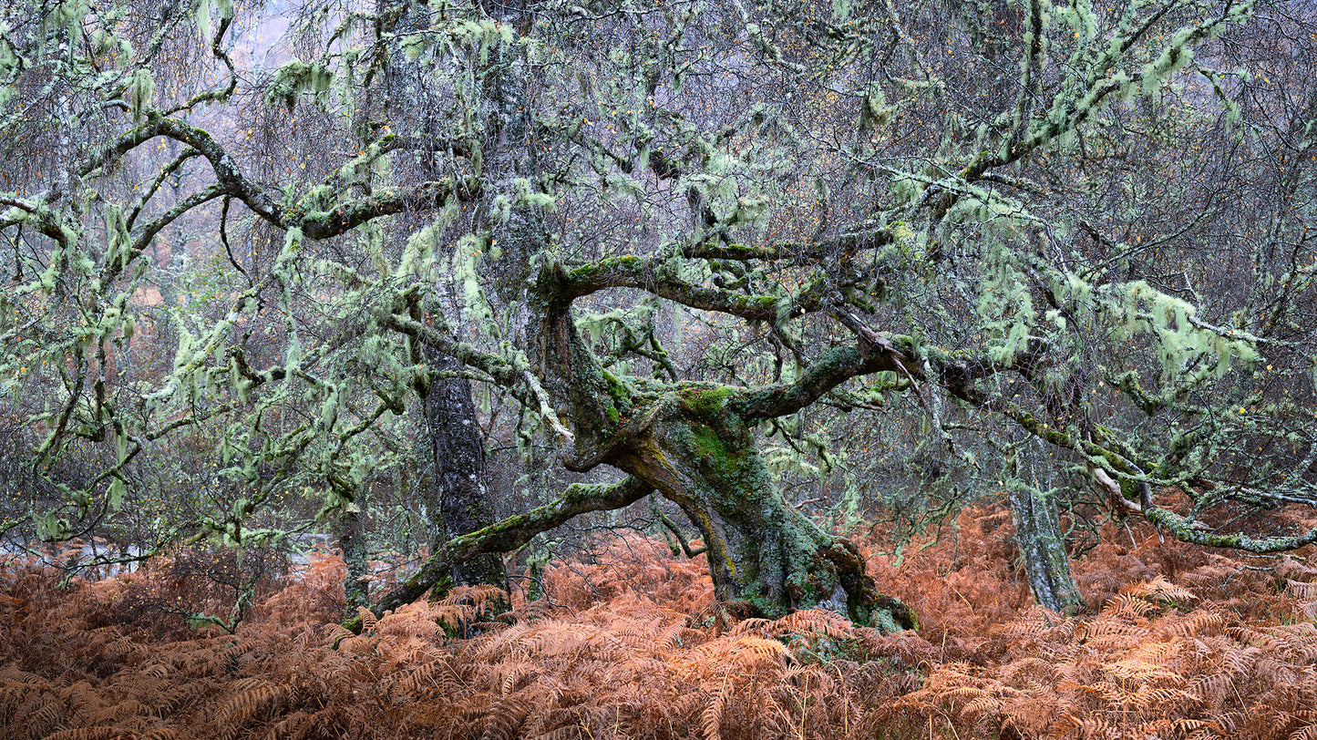 Autumn in the Ancient Forests of Scotland | Glen Affric and Surrounding Area Photography Workshop - 11-14 Oct 2026
