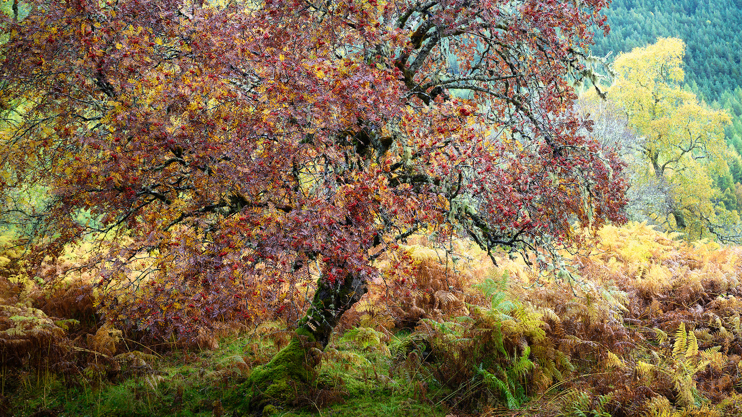 Autumn in the Ancient Forests of Scotland | Glen Affric and Surrounding Area Photography Workshop - 11-14 Oct 2026