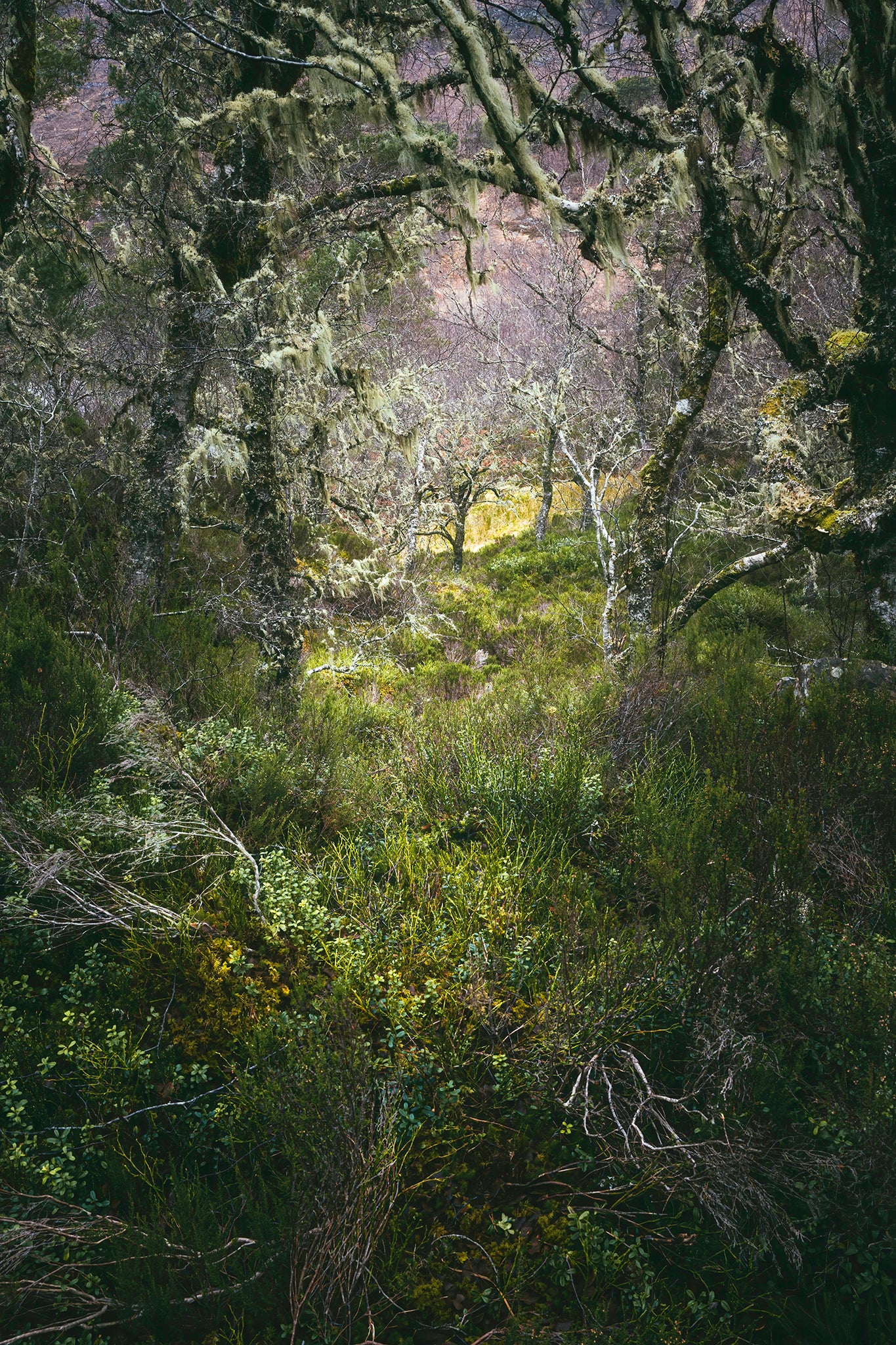 Autumn in the Ancient Forests of Scotland | Glen Affric and Surrounding Area Photography Workshop - 11-14 Oct 2026