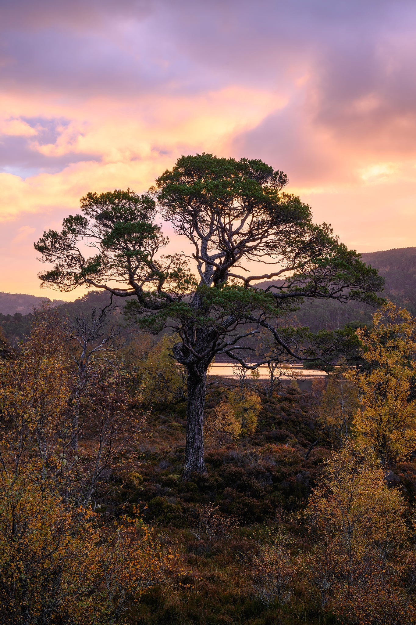 Autumn in the Ancient Forests of Scotland | Glen Affric and Surrounding Area Photography Workshop - 11-14 Oct 2026