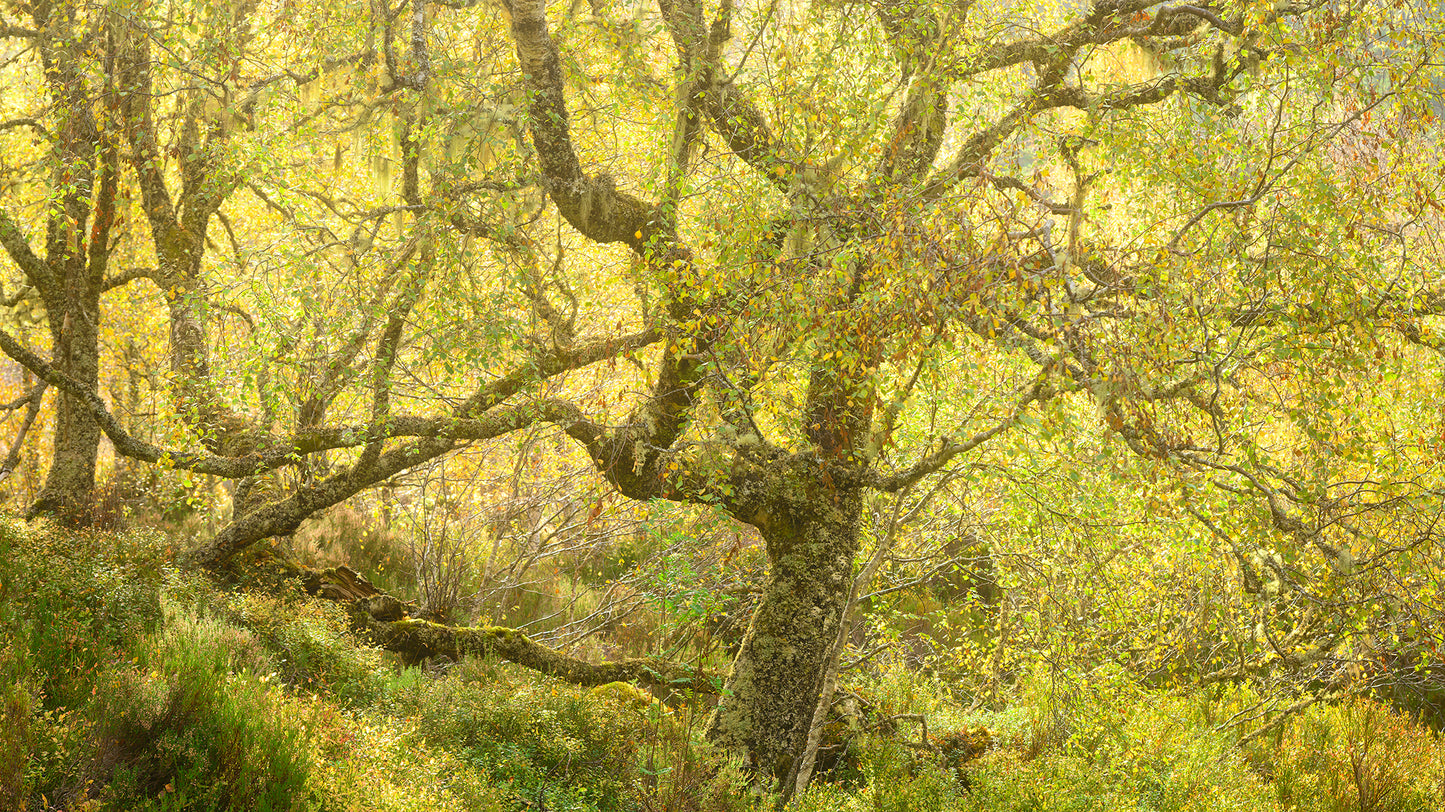 Autumn in the Ancient Forests of Scotland | Glen Affric and Surrounding Area Photography Workshop - 11-14 Oct 2026