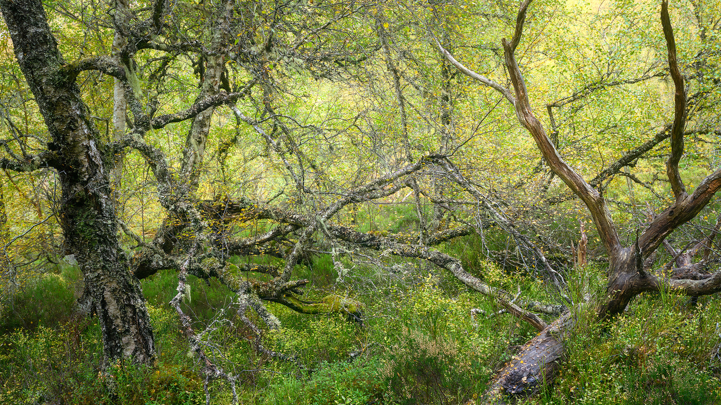 Autumn in the Ancient Forests of Scotland | Glen Affric and Surrounding Area Photography Workshop - 11-14 Oct 2026