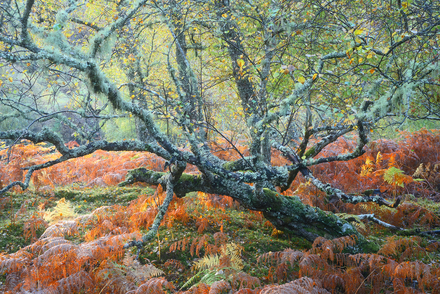 Autumn in the Ancient Forests of Scotland | Glen Affric and Surrounding Area Photography Workshop - 11-14 Oct 2026
