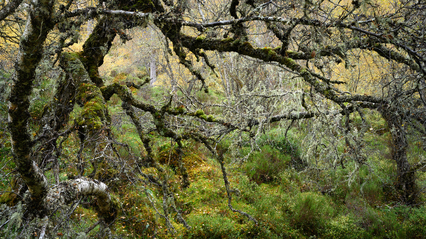 Autumn in the Ancient Forests of Scotland | Glen Affric and Surrounding Area Photography Workshop - 11-14 Oct 2026