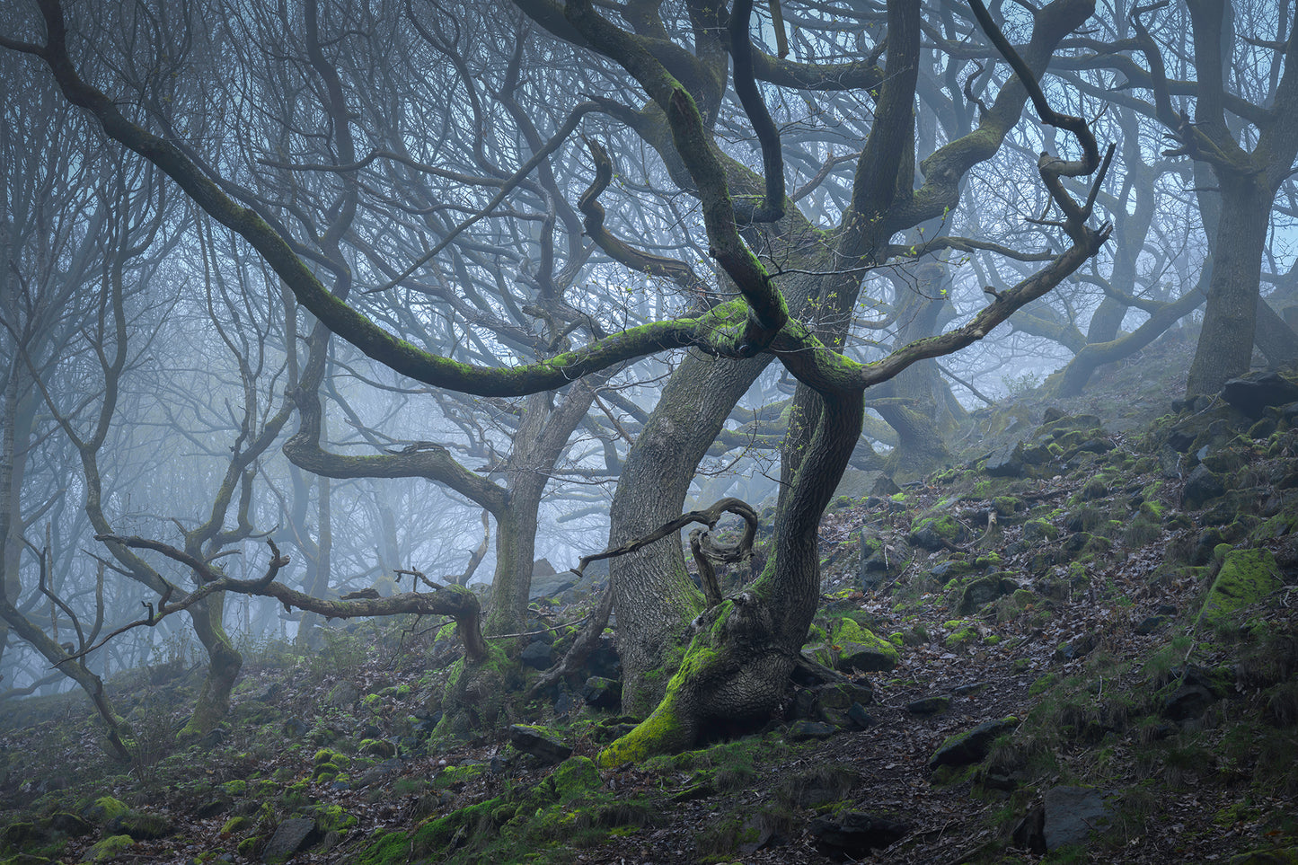 Ancient Woodland in the Peak District: 1-Day Photography Workshop - Saturday 26th October 2024