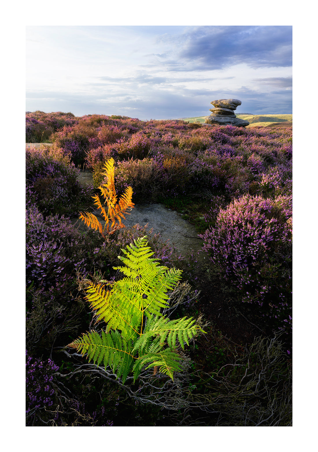 How to shoot heather season in the Peak District (or anywhere else!)