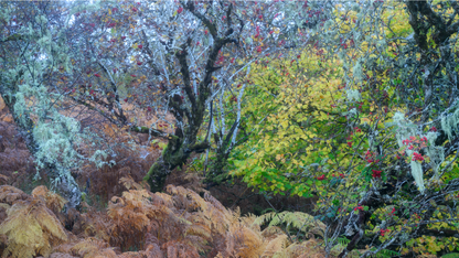 Autumn in the Ancient Forests of Scotland | Glen Affric and Surrounding Area Photography Workshop - 11-14 Oct 2026