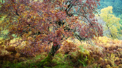 Autumn in the Ancient Forests of Scotland | Glen Affric and Surrounding Area Photography Workshop - 11-14 Oct 2026