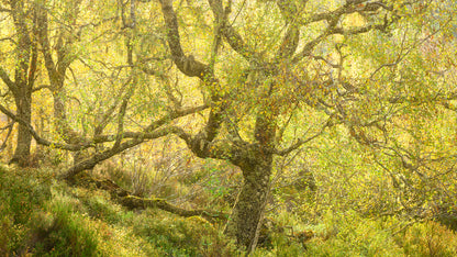 Autumn in the Ancient Forests of Scotland | Glen Affric and Surrounding Area Photography Workshop - 11-14 Oct 2026