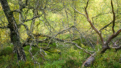 Autumn in the Ancient Forests of Scotland | Glen Affric and Surrounding Area Photography Workshop - 11-14 Oct 2026