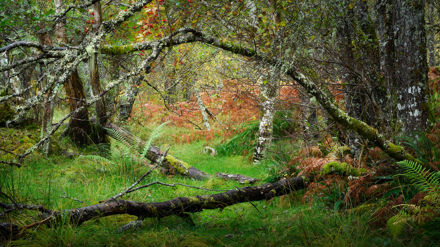 Autumn in the Ancient Forests of Scotland | Glen Affric and Surrounding Area Photography Workshop - 11-14 Oct 2026