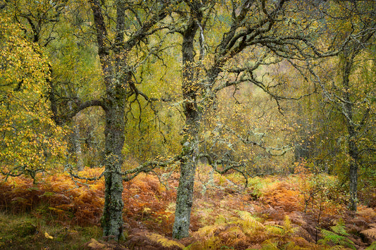 Autumn in the Ancient Forests of Scotland | Glen Affric and Surrounding Area Photography Workshop - 11-14 Oct 2026