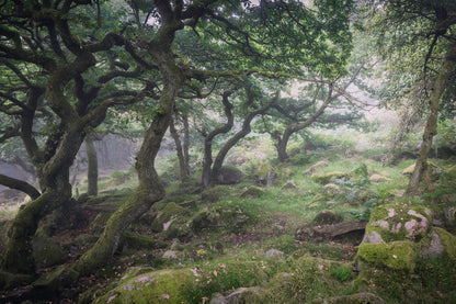 Ancient Woodland in the Peak District: 1-Day Photography Workshop - Saturday 26th October 2024
