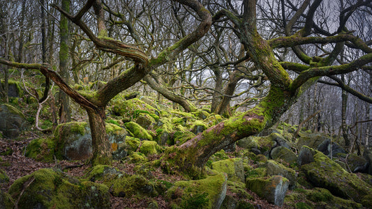 Ancient Woodland in the Peak District: 1-Day Photography Workshop - Saturday 26th October 2024