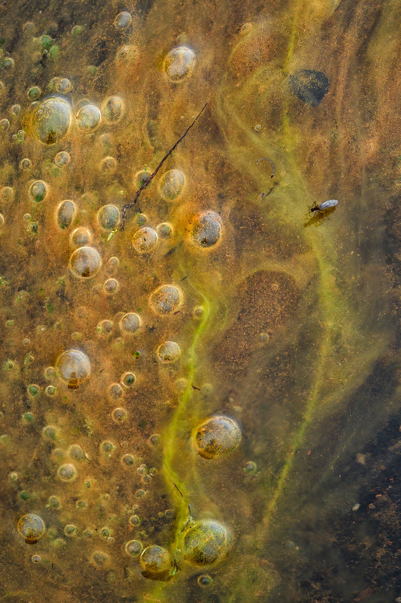 Iceland Highlands. Close-up of a textured surface with bubbles and a dark line