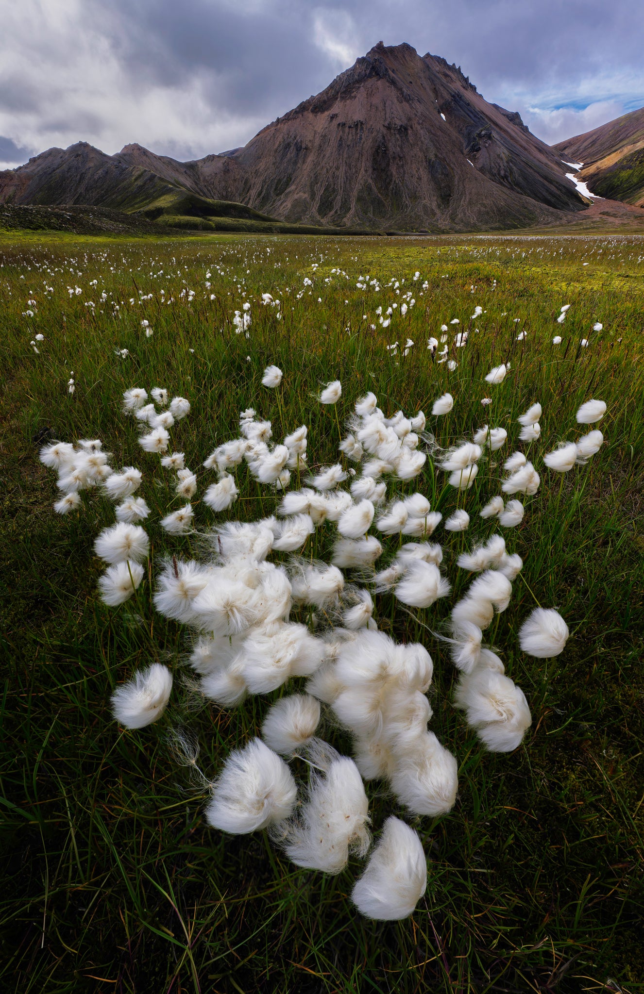 Iceland Highlands White cotton grass in a field with mountains in the background