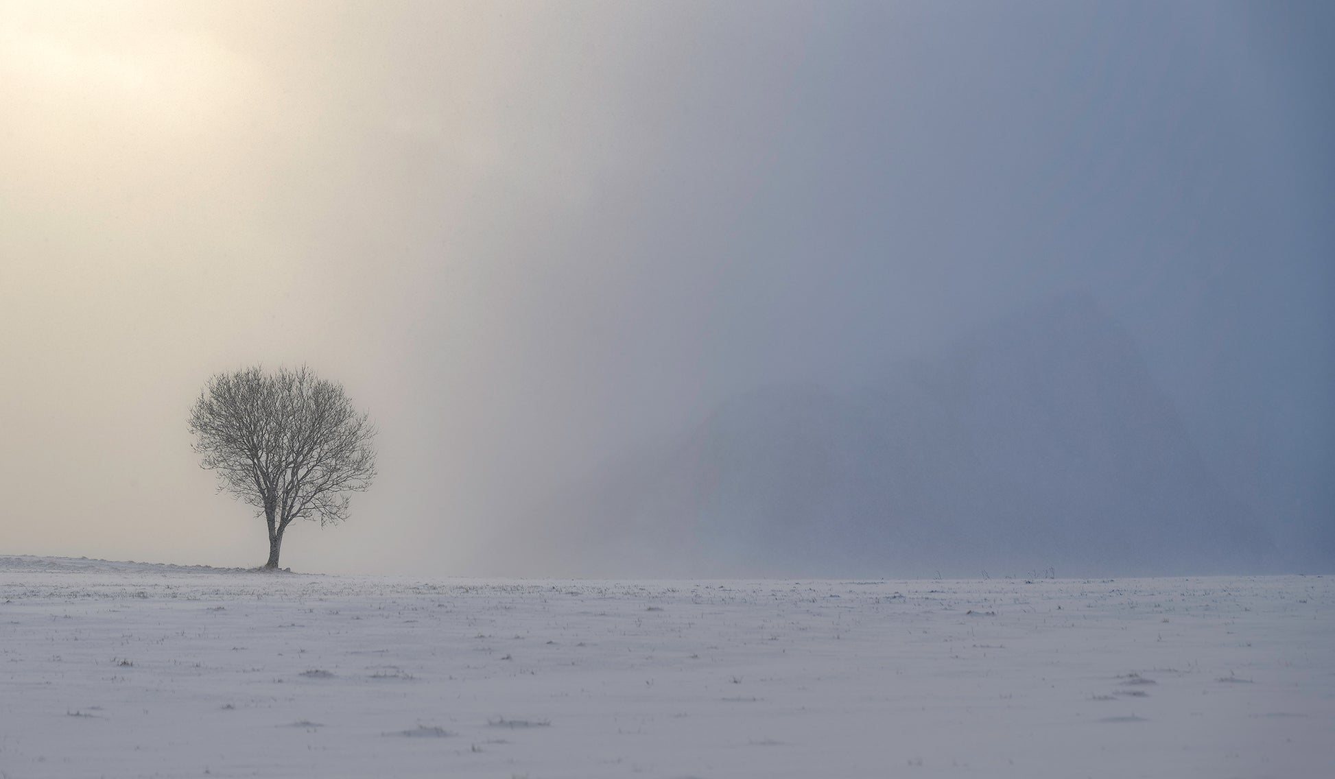 Lonely tree in a snowy field with a foggy sky
