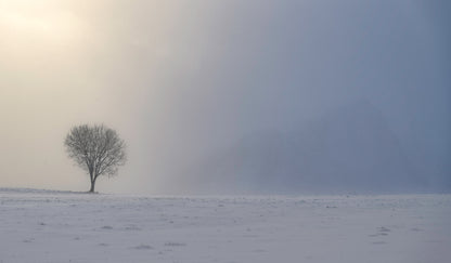 Lonely tree in a snowy field with a foggy sky
