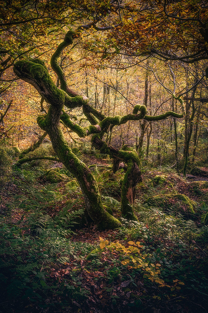 1-Day Photography Workshop: Autumn in the Peak District - Sat 22nd October